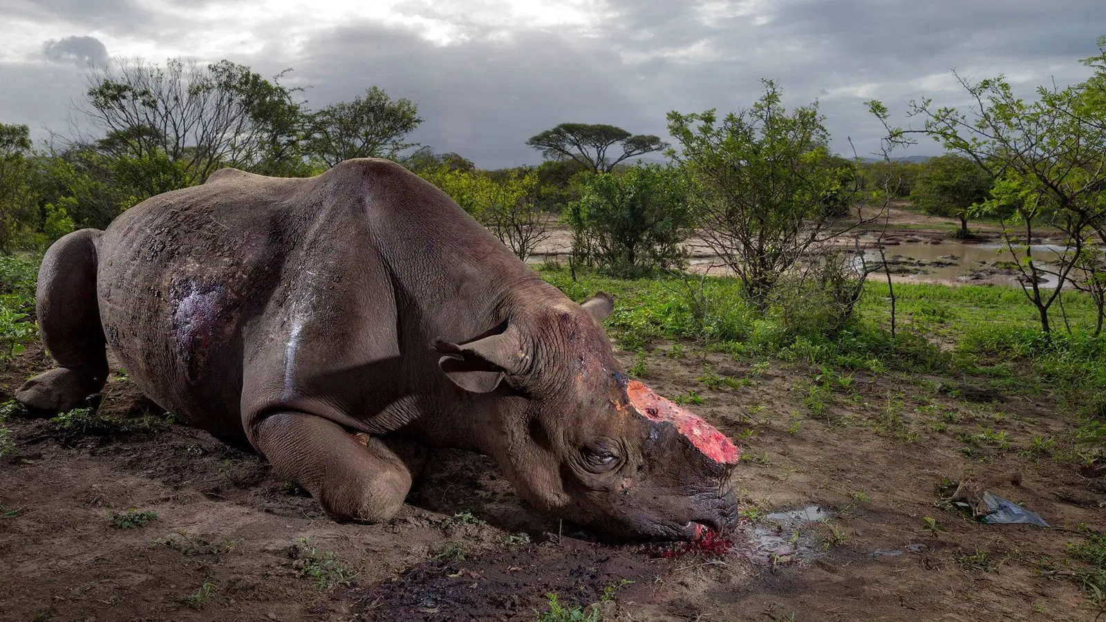 Rhinoceros killed by poaching